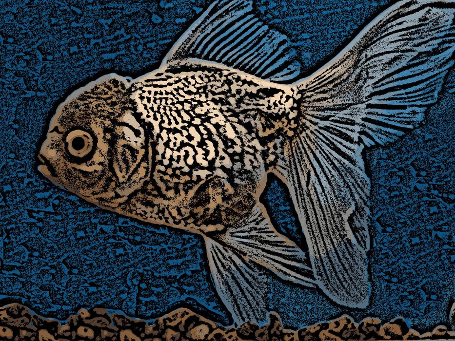 Gold Fish Engraving