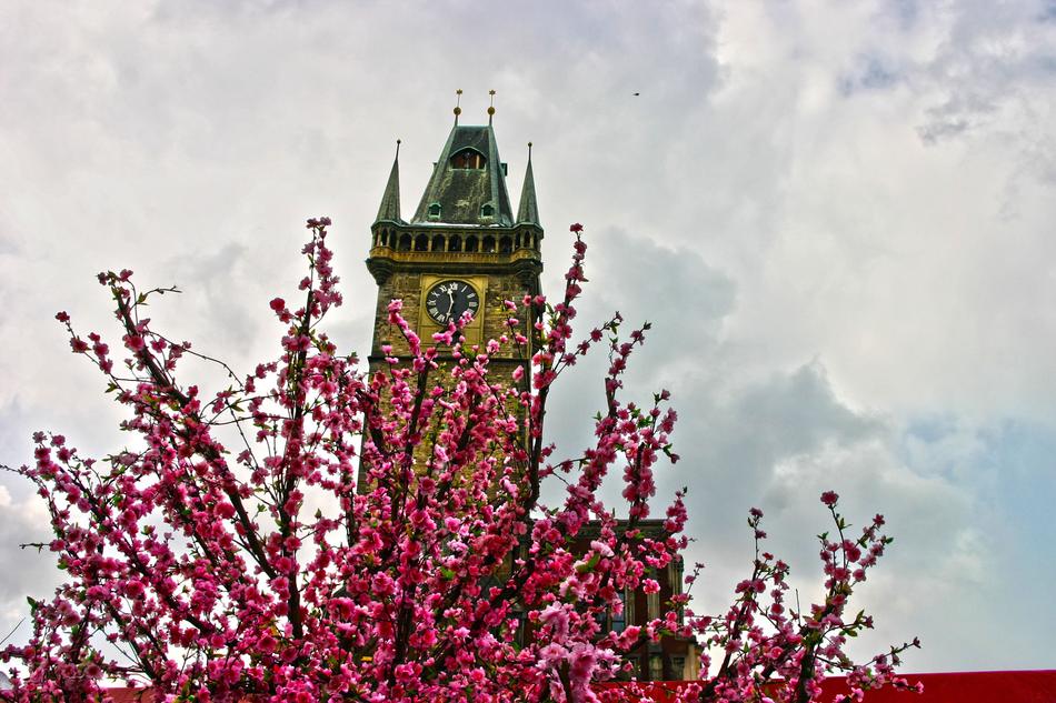 blooming tree on the background of the tower