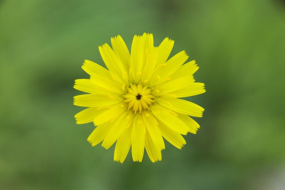 goodly Flower Yellow Madagascar