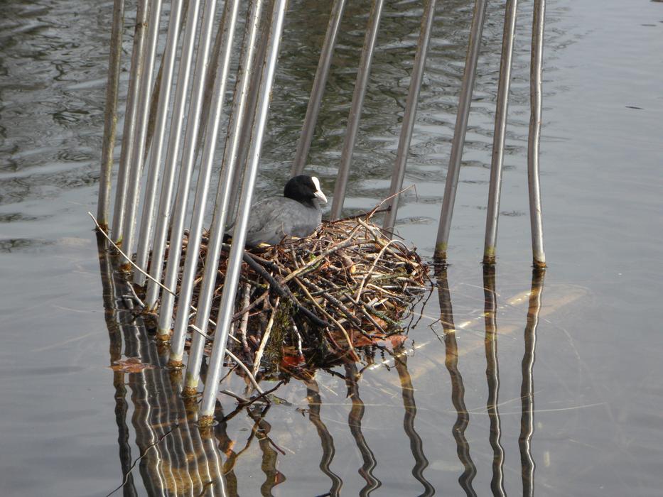 coot in a nest in a cage above the water