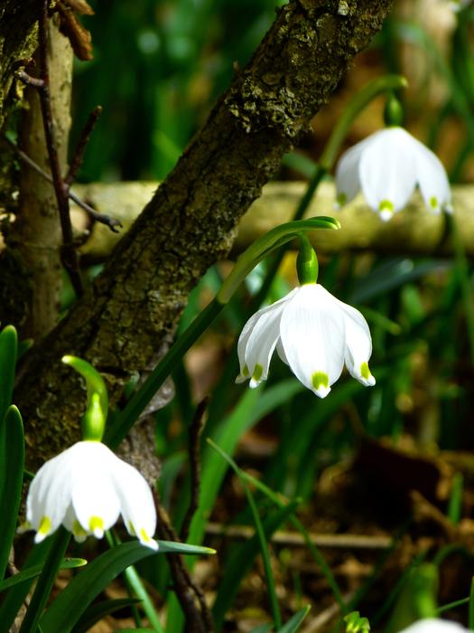 Snowflake flowers close up