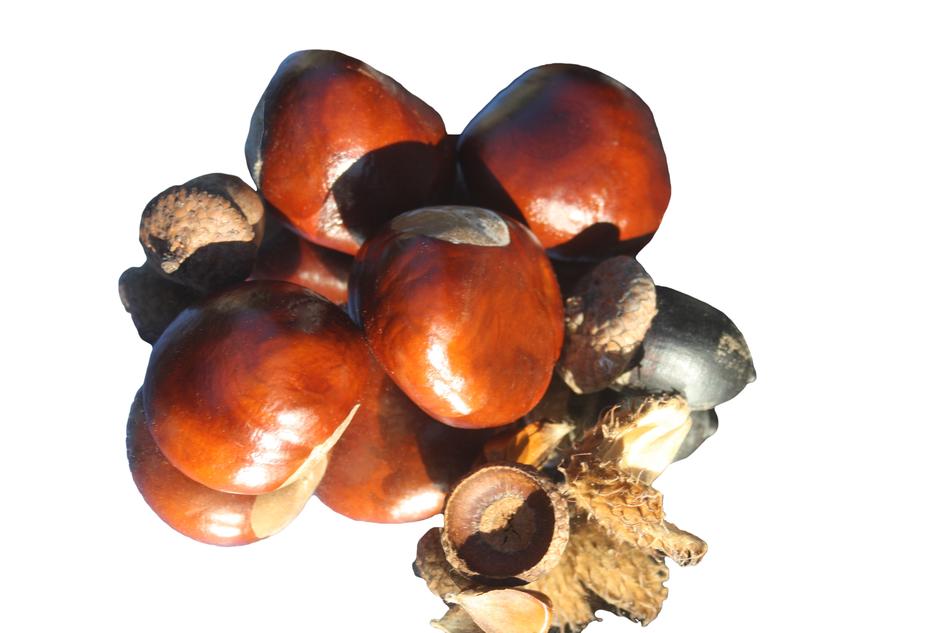 brown chestnut on white background