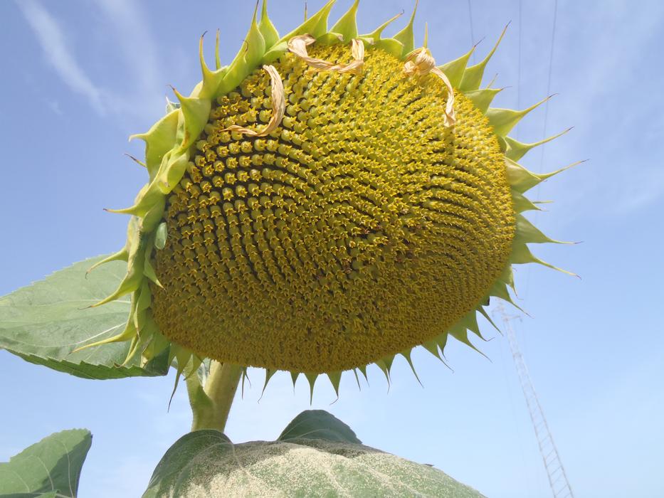 Sunflower yellow big