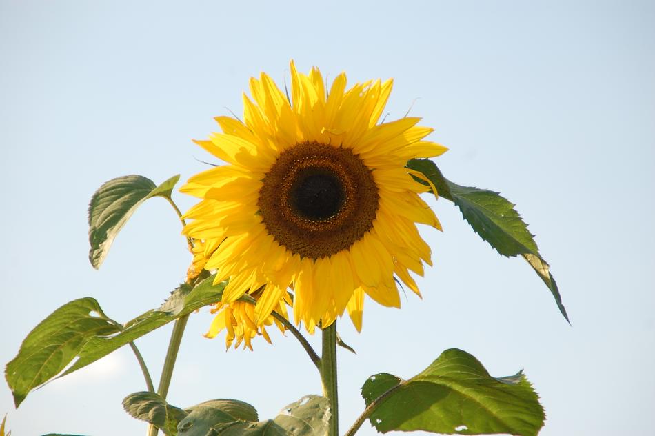 Sunflower Helianthus close-up against the sky