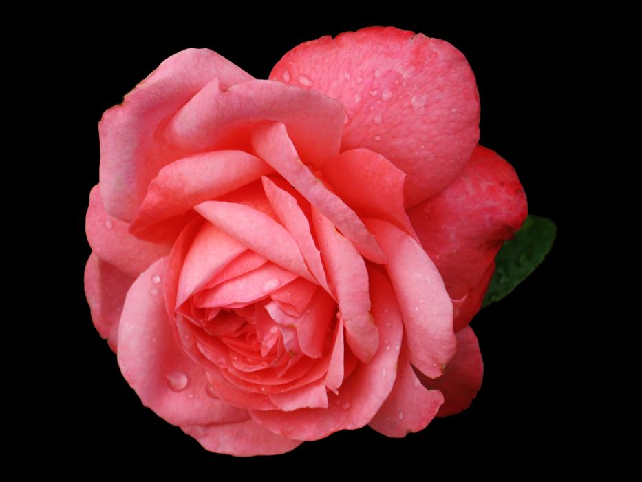Close-up of the beautiful, pink and red rose flower in water dropsÑ, on Buga in Koblenz, Germany, in 2011