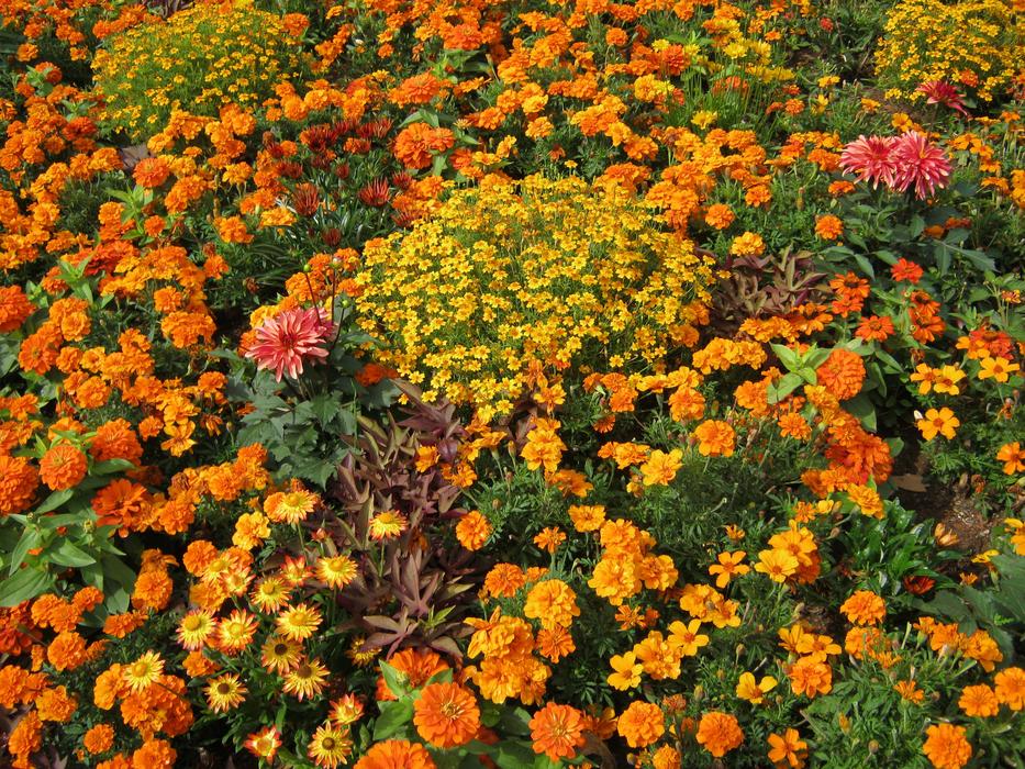 Sea of flowers