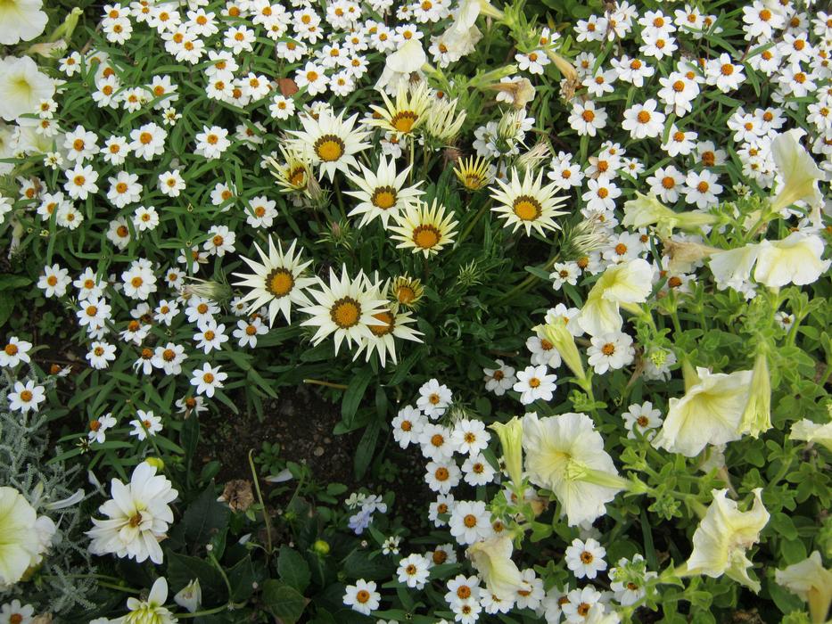 Beautiful and colorful flowers and plants with green leaves, on the show in Germany
