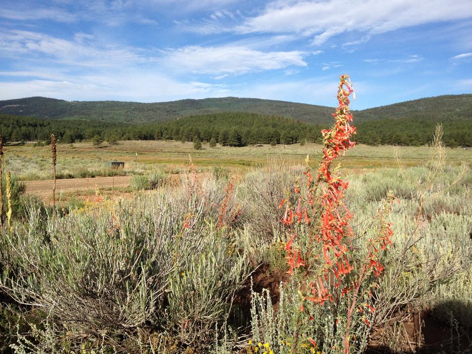Wildflowers in Desert Wilderness