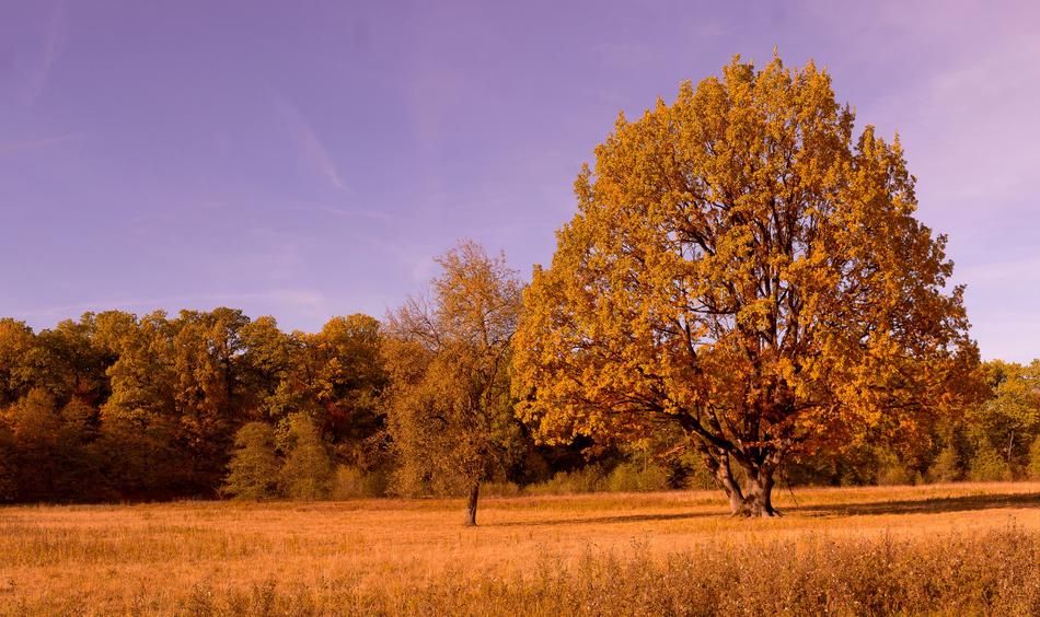 trees on a field with yellow grass in autumn