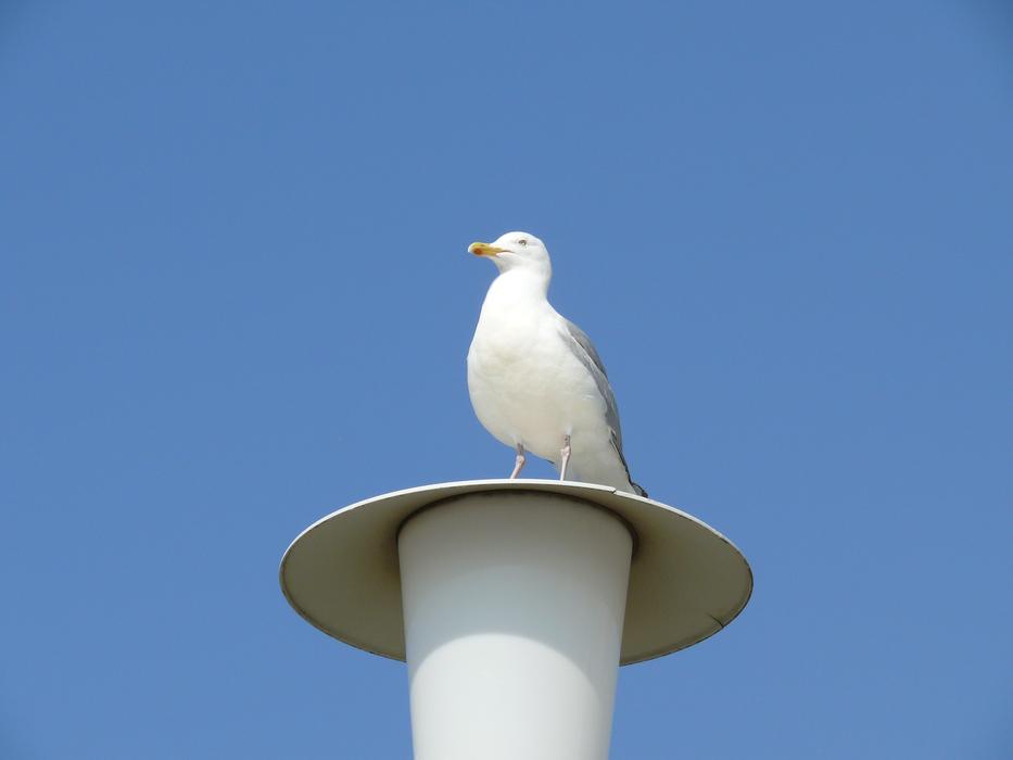 Seagull on Lantern at Sky