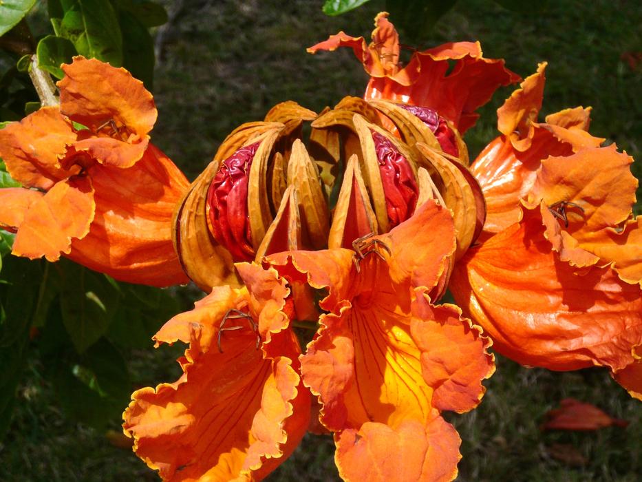orange tulip tree in the Caribbean