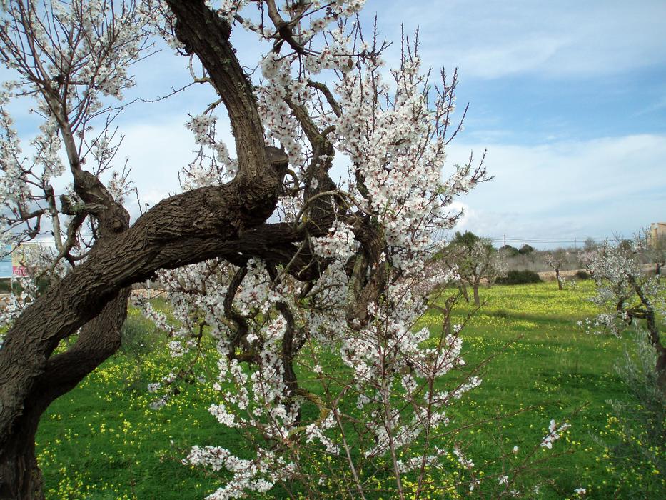 extraordinarily beautiful Almond Blossom