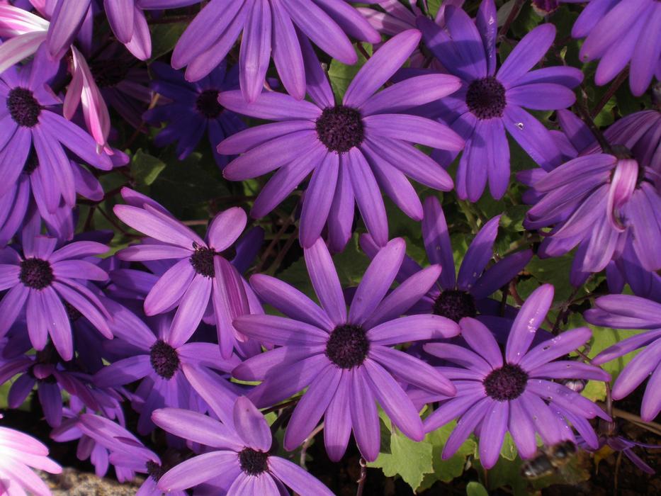 goodly Purple Flowers