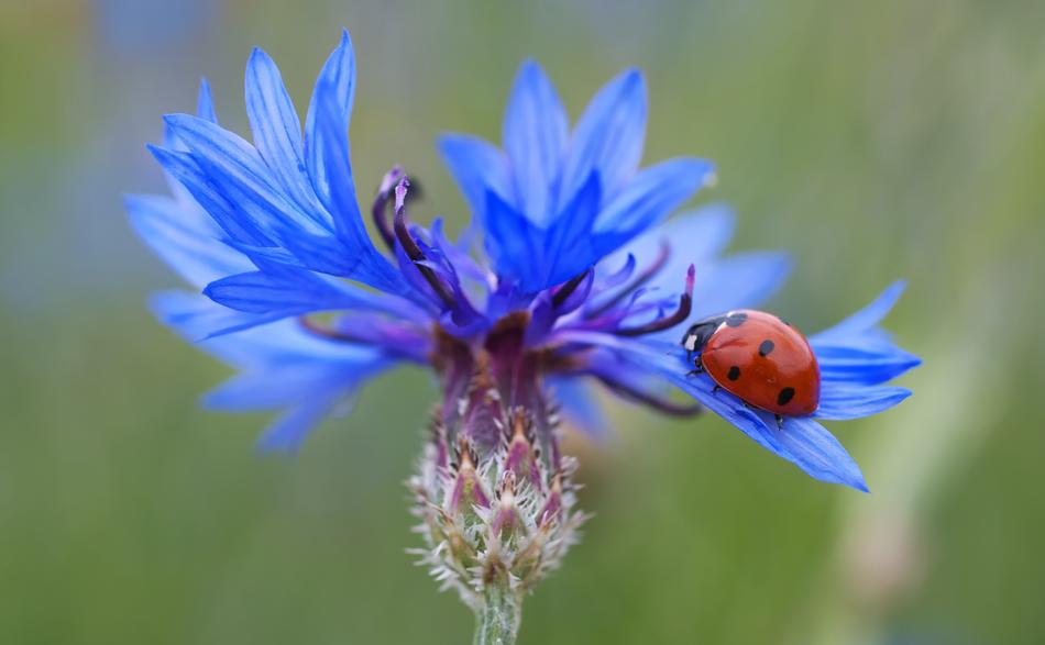 Ladybug on petal of blue Cornflower