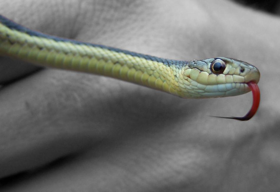 viper with a red protruding tongue on a blurred background