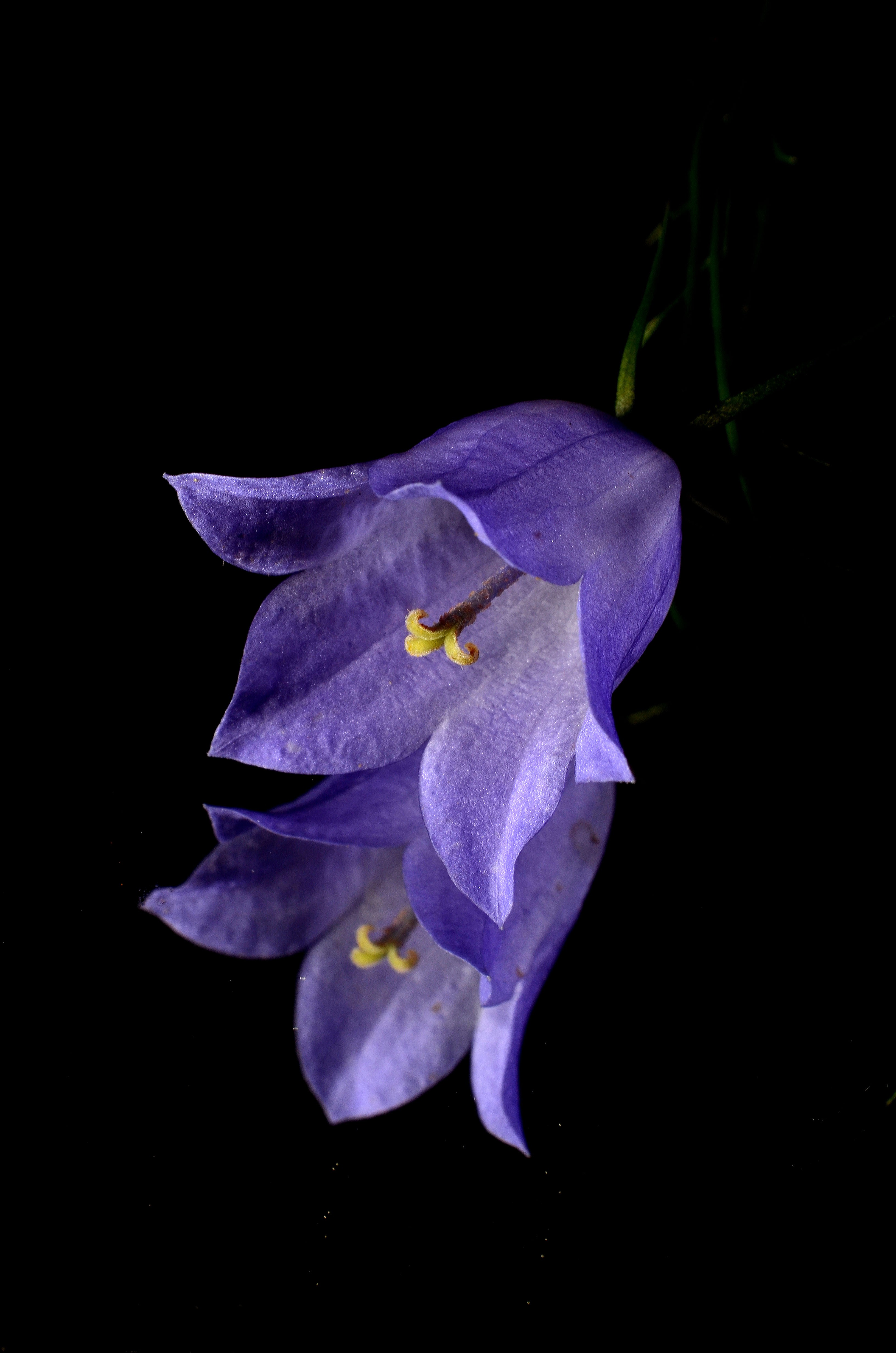 Unusually beautiful Flower Blue bell free image download