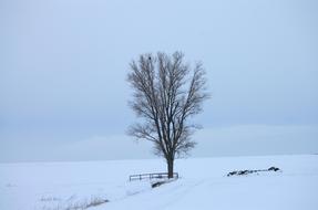 lonely tree in a white snowy landscape