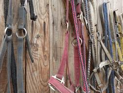 Bridle Stall Horse