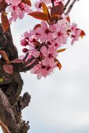 impressively beautiful MandulavirÃ¡g Almond Flowers