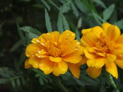 magnificent Flower Orange