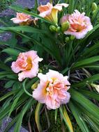 day lily plants with pink double flowers