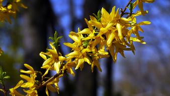 Spring Flowers