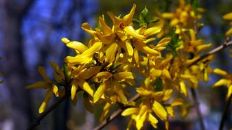 incredibly beautiful Spring yellow Flower