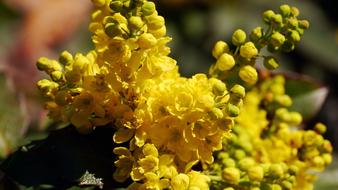 Spring Yellow