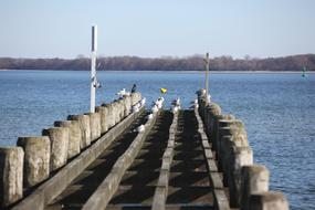 flock of birds sit on weathered wooden pier at Lake