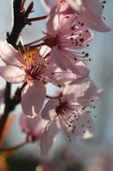 Japanese Cherry Blossom Spring