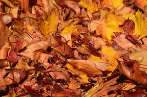 dry fall Leaves of Tree