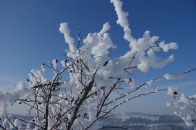 Beautiful landscape with bushes in snow, near the mountains, in the winter, under the blue sky