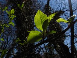 Spring Wood leaves