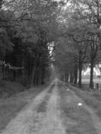 Agricultural Nutzweg forest