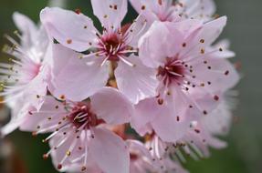 ravishingpink Japanese Cherry