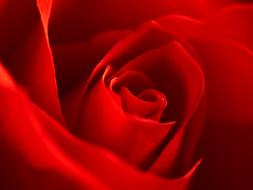 perfect Rose Red Macro