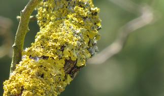 Yellow Lichen Tree macro