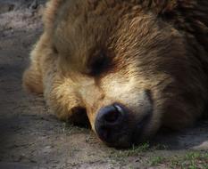 brown Bear Sleep Rest