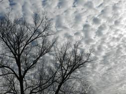 tree, branches, white clouds