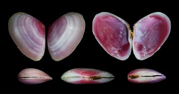 colored seashells on black background