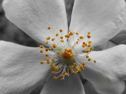 extraordinarily beautiful Flower White