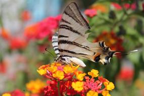 Butterfly and orange red Flowers