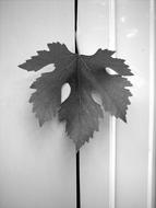 wine Leaf in wall