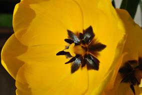 Yellow Tulip flower