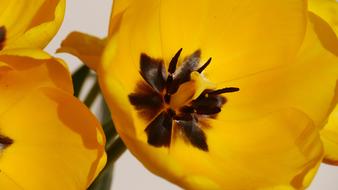 Spring Yellow macro
