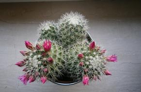 ravishing Cactus Bloom Sting