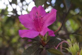 impressively beautiful Flower Rosa