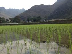 Rice Field Mai chau in Vietnam