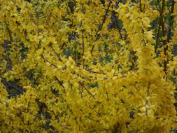 Yellow Forsythia Ornamental