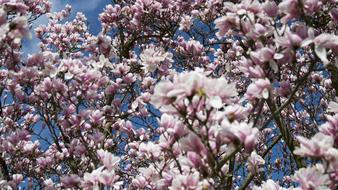 goodly Magnolia Flowers